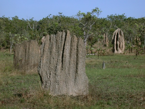 Magnetic Termite Mounds